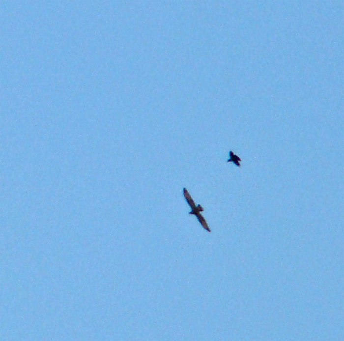 Rapace da identificare